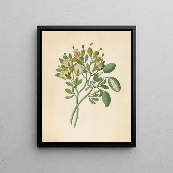 Capparis Nov Sp Maerua caffra - Clemenz Heinrich Wehdemann — gerahmtes Bild an der Wand