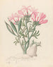 Céropégie oder Echites Pachypodium succulentum - Clemenz Heinrich Wehdemann — Ansicht des Kunstwerks