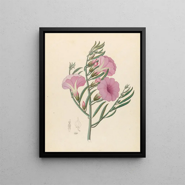 Convolvulus Ipomoea oenotheroides - Clemenz Heinrich Wehdemann — gerahmtes Bild an der Wand