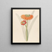 Cyrtanthus Clivia nobilis - Clemenz Heinrich Wehdemann — gerahmtes Bild an der Wand