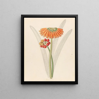 Clemenz Heinrich Wehdemann - Cyrtanthus Clivia nobilis.webp