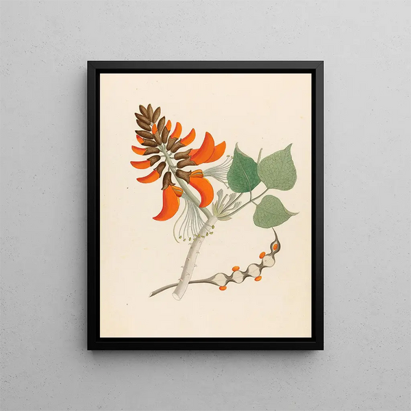 Erythrina caffra - Clemenz Heinrich Wehdemann — gerahmtes Bild an der Wand