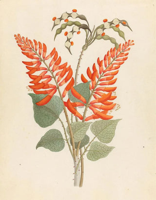 Clemenz Heinrich Wehdemann - Erythrina Nov Specie Erythrina humeana.webp