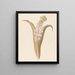 Eucomis punctata Eucomis autumnalis - Clemenz Heinrich Wehdemann — gerahmtes Bild an der Wand