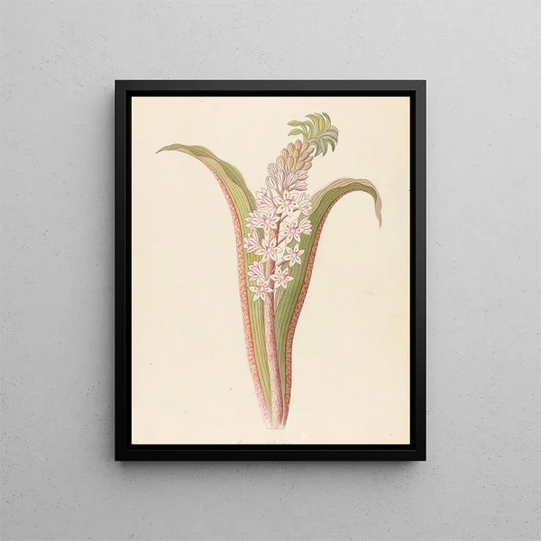 Eucomis punctata Eucomis autumnalis - Clemenz Heinrich Wehdemann — gerahmtes Bild an der Wand