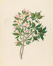 Gardenia Nov Sp Hyperacanthus amoenus - Clemenz Heinrich Wehdemann — Ansicht des Kunstwerks