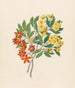 Icosandria monog Ochna arborea - Clemenz Heinrich Wehdemann — Ansicht des Kunstwerks