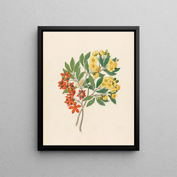 Icosandria monog Ochna arborea - Clemenz Heinrich Wehdemann — gerahmtes Bild an der Wand
