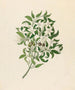Jasminum angulare - Clemenz Heinrich Wehdemann — Ansicht des Kunstwerks