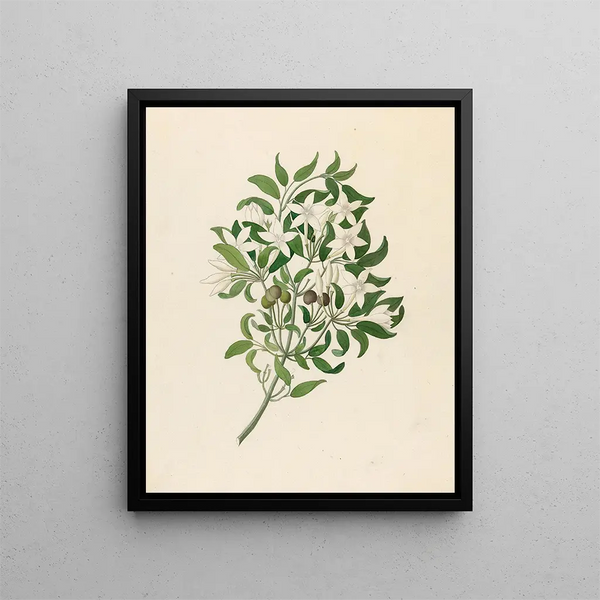 Jasminum angulare - Clemenz Heinrich Wehdemann — gerahmtes Bild an der Wand