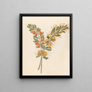 Clemenz Heinrich Wehdemann - Loranthus N Sp Moquiniella rubra.webp