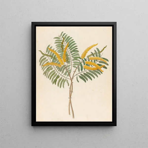 Mimosa Acacia caffra - Clemenz Heinrich Wehdemann — gerahmtes Bild an der Wand