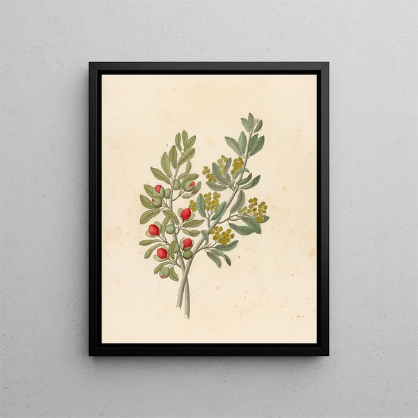 Octandria Monog Pappea capensis - Clemenz Heinrich Wehdemann — gerahmtes Bild an der Wand