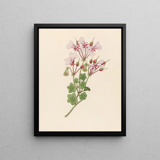 Clemenz Heinrich Wehdemann - Pelargonium peltatum.webp