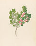 Rhamnus Cassine aethiopica Mystroxylon aethiopicum - Clemenz Heinrich Wehdemann — Ansicht des Kunstwerks