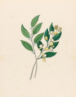Clemenz Heinrich Wehdemann - Rhamnus Curtisia dentata.webp