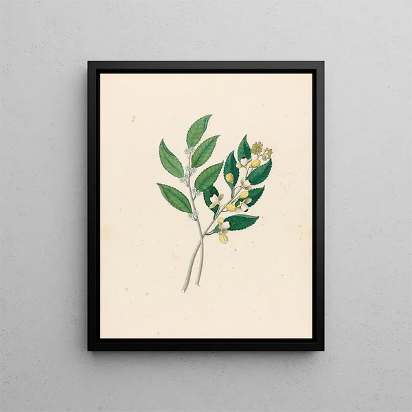 Rhamnus Curtisia denté - Clemenz Heinrich Wehdemann — gerahmtes Bild an der Wand