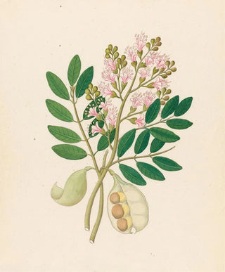 Clemenz Heinrich Wehdemann - Schotia Nov Sp Schotia latifolia.webp