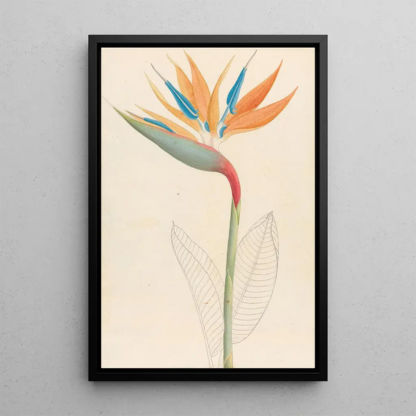Strelitzia reginae - Clemenz Heinrich Wehdemann — gerahmtes Bild an der Wand