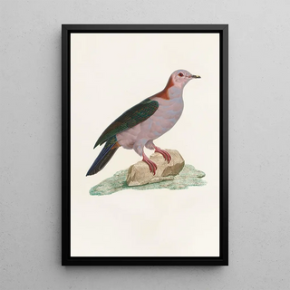 Coenraad Jacob Temminck - Les pigeons Pl14.webp