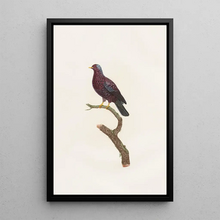 Coenraad Jacob Temminck - Les pigeons Pl16.webp