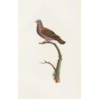 Coenraad Jacob Temminck - Les pigeons Pl51.webp