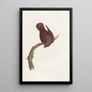 Coenraad Jacob Temminck - Les pigeons Pl53.webp