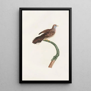 Coenraad Jacob Temminck - Les pigeons Pl59.webp