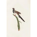 Die Tauben Pl66 - Coenraad Jacob Temminck — Ansicht des Kunstwerks