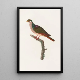 Coenraad Jacob Temminck - Les pigeons Pl68.webp