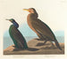 Kormoran grün violett - John James Audubon — Ansicht des Kunstwerks