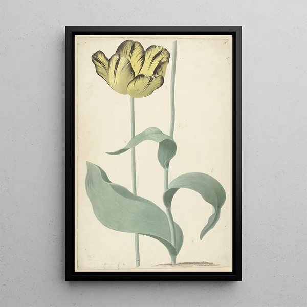 Cornelis van Noorde - De tulp Bizard Louis dEffroy.webp