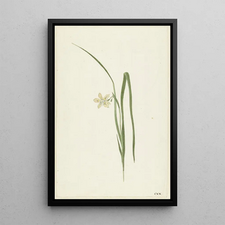 Cornelis van Noorde - Iris.webp