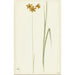 Ixia - Cornelis van Noorde — gerahmtes Bild an der Wand