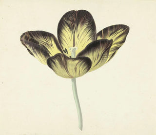 Tulpe namens Bizard Ägyptisch - Cornelis van Noorde — Ansicht des Kunstwerks