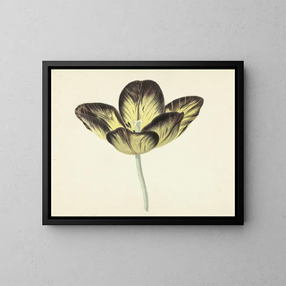 Tulpe namens Bizard Ägyptisch - Cornelis van Noorde — gerahmtes Bild an der Wand