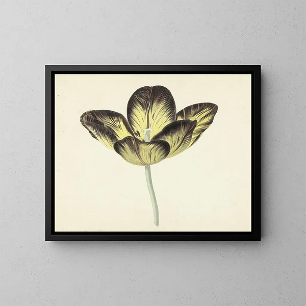 Tulpe namens Bizard Ägyptisch - Cornelis van Noorde — gerahmtes Bild an der Wand