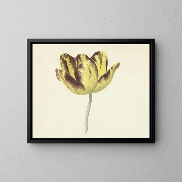 Tulpe namens Bizard Le Febure Nr. 1 - Cornelis van Noorde — gerahmtes Bild an der Wand