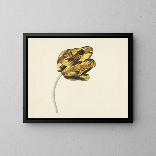 Tulpe namens Bizard Phoenix - Cornelis van Noorde — gerahmtes Bild an der Wand