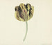 Tulpe namens Bizard Rosette - Cornelis van Noorde — Ansicht des Kunstwerks