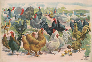 Courier Litho Co - Poultry.webp