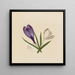 Krokus - Mary Vaux Walcott — gerahmtes Bild an der Wand