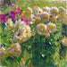 Dahlien - Carl Moll — Ansicht des Kunstwerks