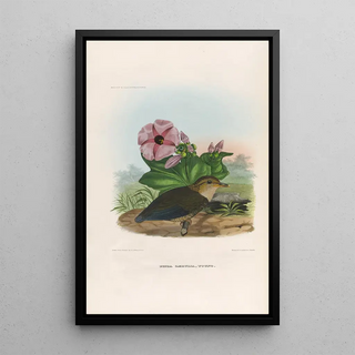 Daniel Giraud Elliot - A monograph of the Pittid or family of antthrushes Pl06.webp