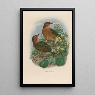 Daniel Giraud Elliot - A monograph of the Pittid or family of antthrushes Pl10.webp