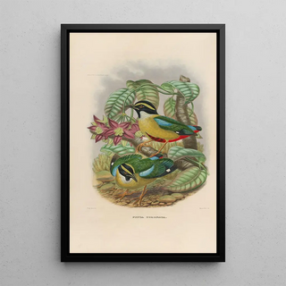 Daniel Giraud Elliot - A monograph of the Pittid or family of antthrushes Pl12.webp
