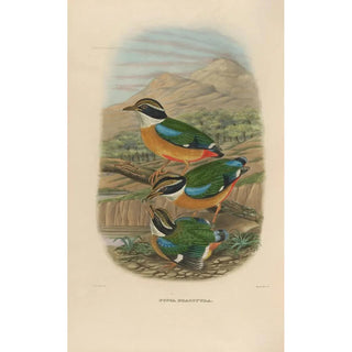 Daniel Giraud Elliot - A monograph of the Pittid or family of antthrushes Pl17.webp