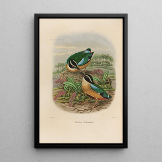 Daniel Giraud Elliot - A monograph of the Pittid or family of antthrushes Pl19.webp