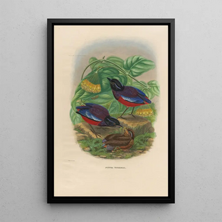 Daniel Giraud Elliot - A monograph of the Pittid or family of antthrushes Pl22.webp