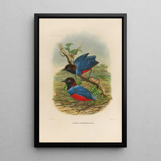 Daniel Giraud Elliot - A monograph of the Pittid or family of antthrushes Pl29.webp